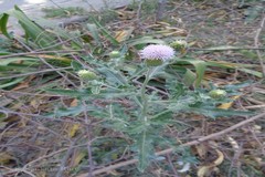 Cirsium arvense